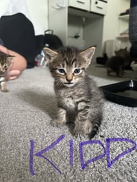Kidd - Photo 1