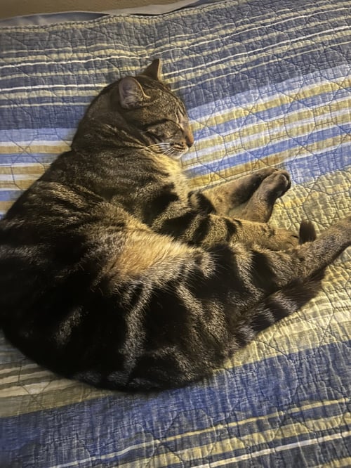 THOMAS - Domestic Short Hair for adoption in The Woodlands