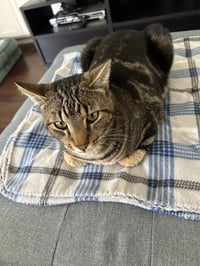 Thomas - Photo 2