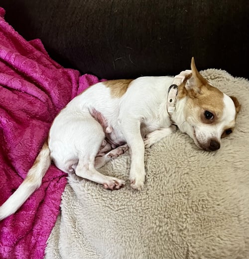 VIOLET - Chihuahua available for adoption