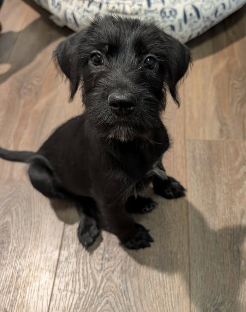 MINKA - Schnauzer / Labrador Retriever available for adoption