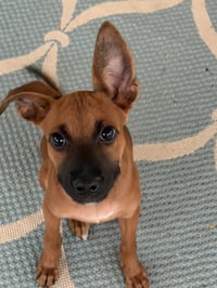 Scooby - Photo 2