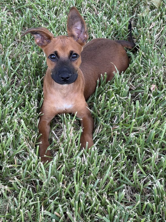 Scooby Image