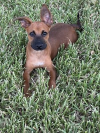 Scooby - Photo 1