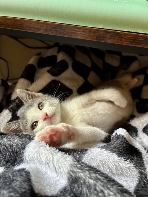 CYRIL FIGGIS - Domestic Short Hair for adoption in The Woodlands
