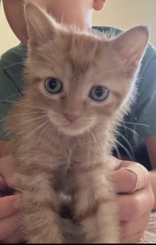 MAVERICK - Domestic Short Hair for adoption in The Woodlands