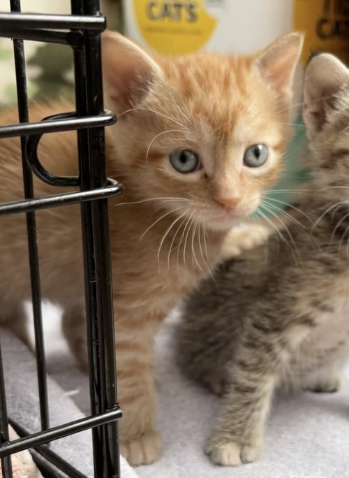 MAVERICK - Domestic Short Hair available for adoption