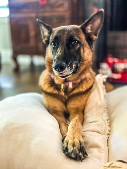PETUNIA - German Shepherd Dog available for adoption