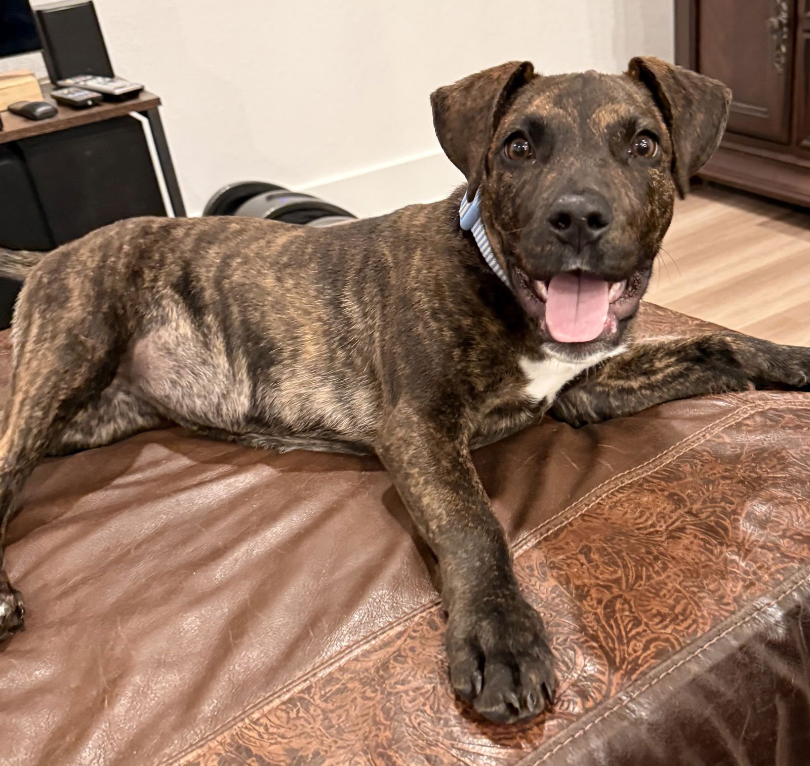 JEWEL - Labrador Retriever for adoption in The Woodlands