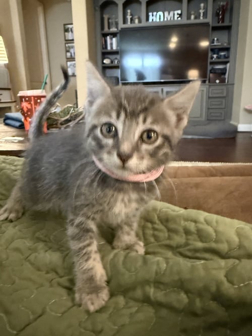 GINNY - Domestic Short Hair for adoption in The Woodlands