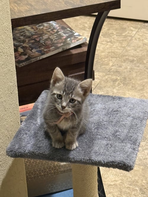 GINNY - Domestic Short Hair available for adoption