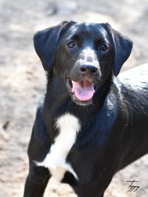 TIPPY - Hound available for adoption