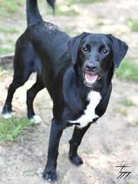 Tippy - Photo 3