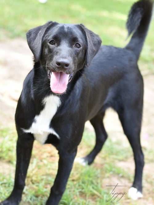 TIPPY - Hound available for adoption