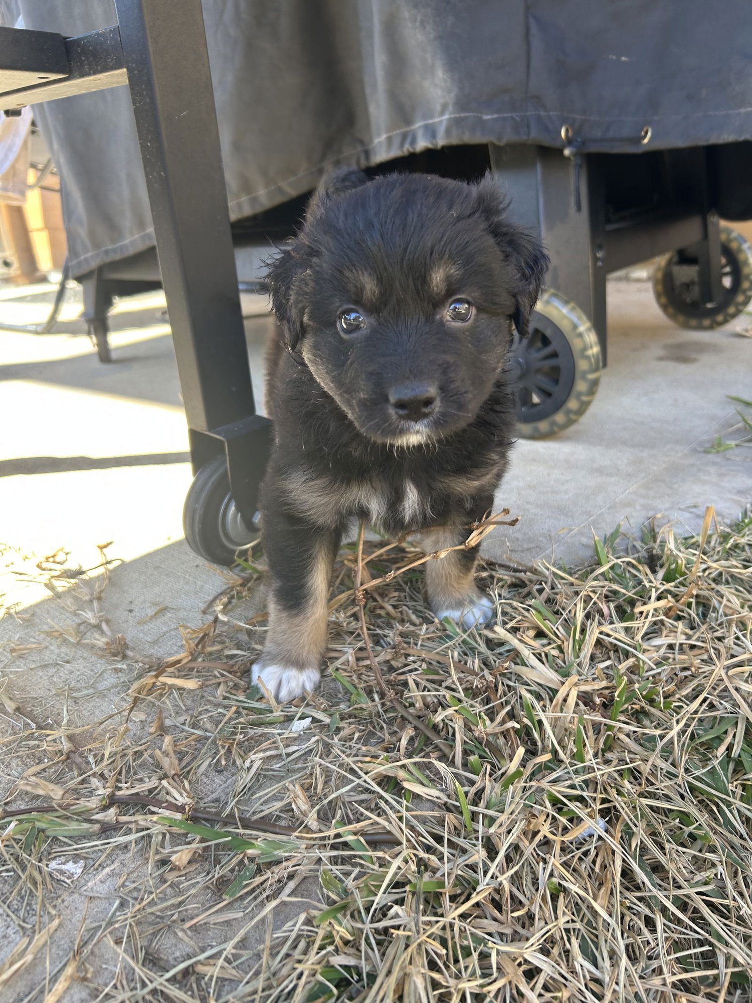 AGENT P - German Shepherd Dog available for adoption