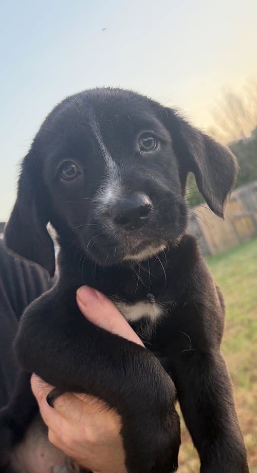 DASH - Labrador Retriever available for adoption