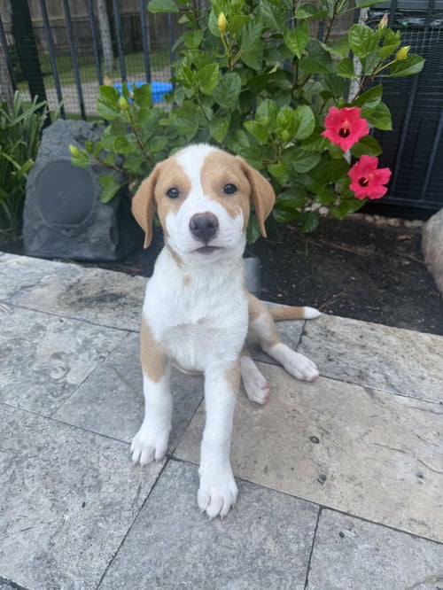 DAKOTA - Rhodesian Ridgeback available for adoption