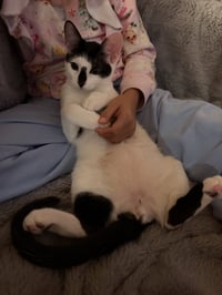 Moo - Photo 4
