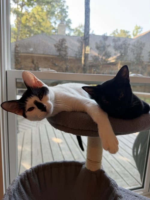 MOO - Domestic Short Hair for adoption in The Woodlands