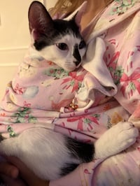 Moo - Photo 5