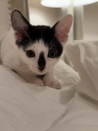 Moo - Photo 15
