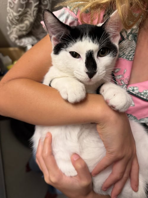 MOO - Domestic Short Hair available for adoption