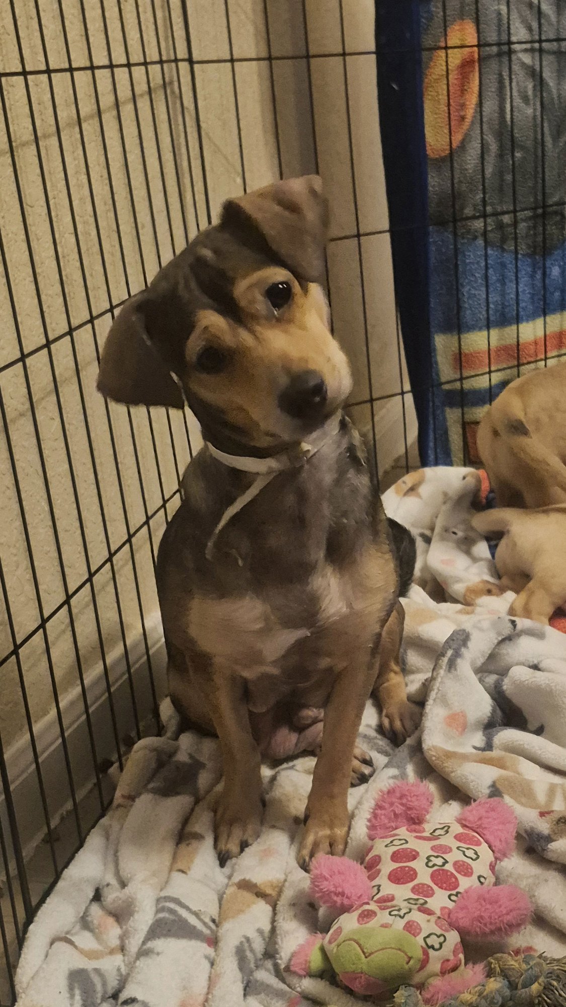 NORA - Dachshund / Chihuahua available for adoption