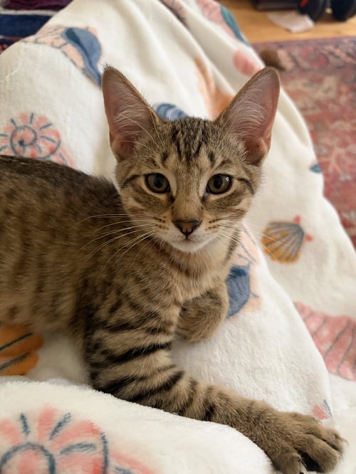 TROUT - Domestic Short Hair available for adoption