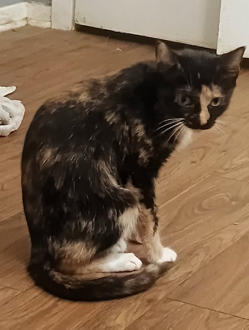 CALI - Domestic Short Hair available for adoption