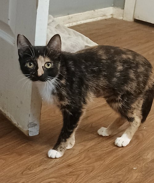 CALI - Domestic Short Hair available for adoption