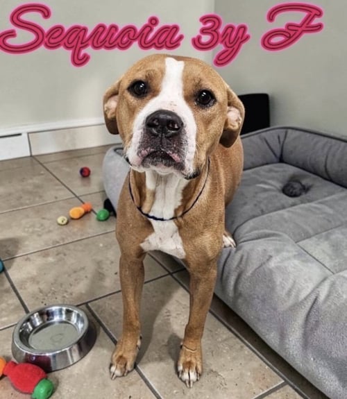 SEQUOIA - Labrador Retriever available for adoption