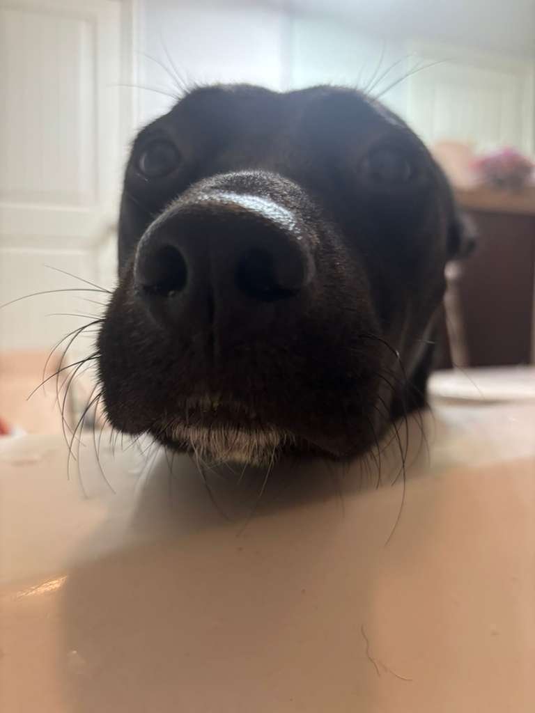 SASHA - Labrador Retriever available for adoption