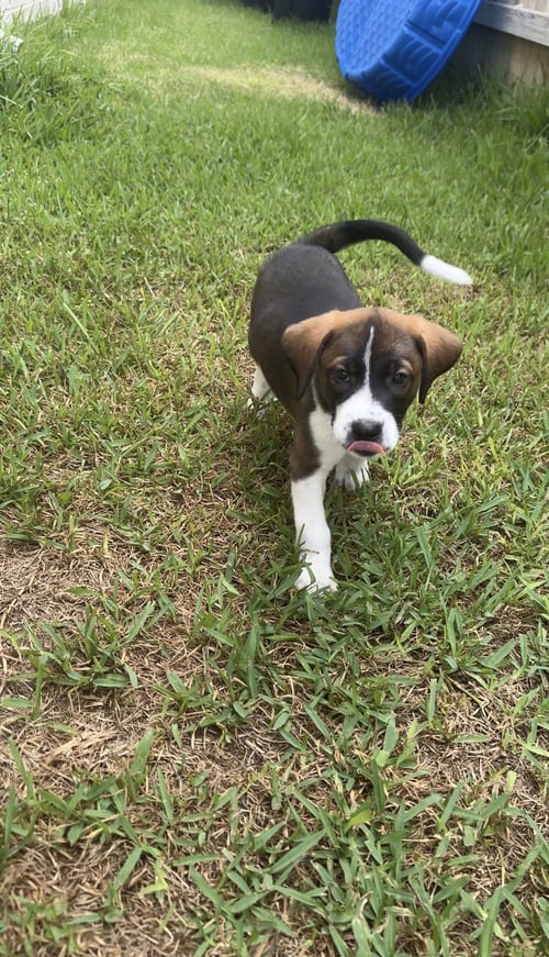 SHINE - Labrador Retriever available for adoption