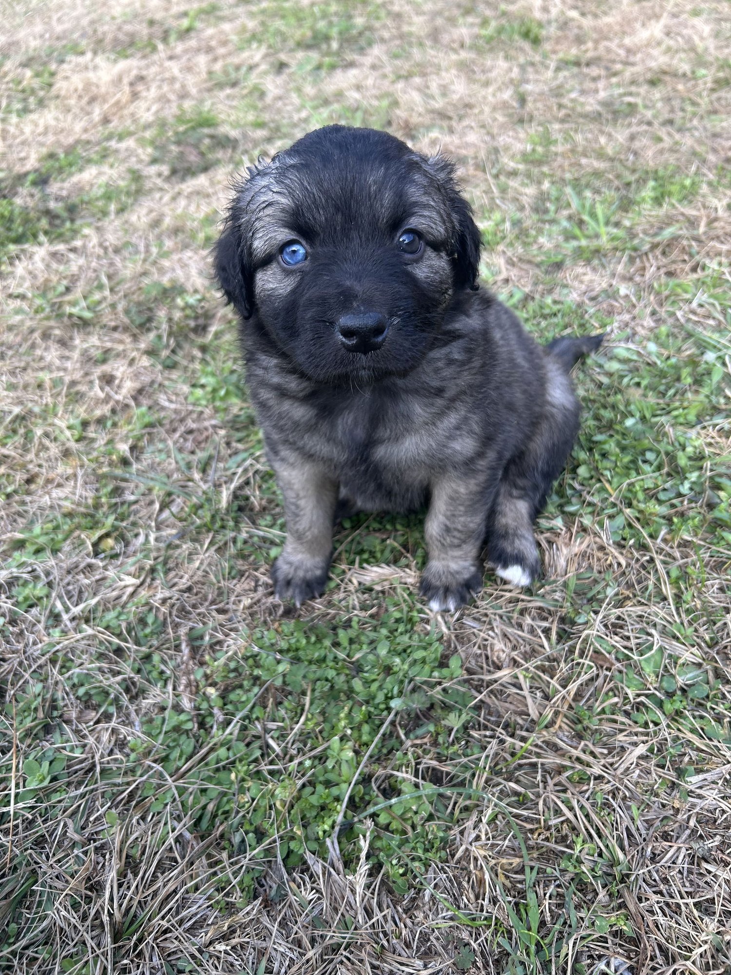 CANDACE - German Shepherd Dog available for adoption