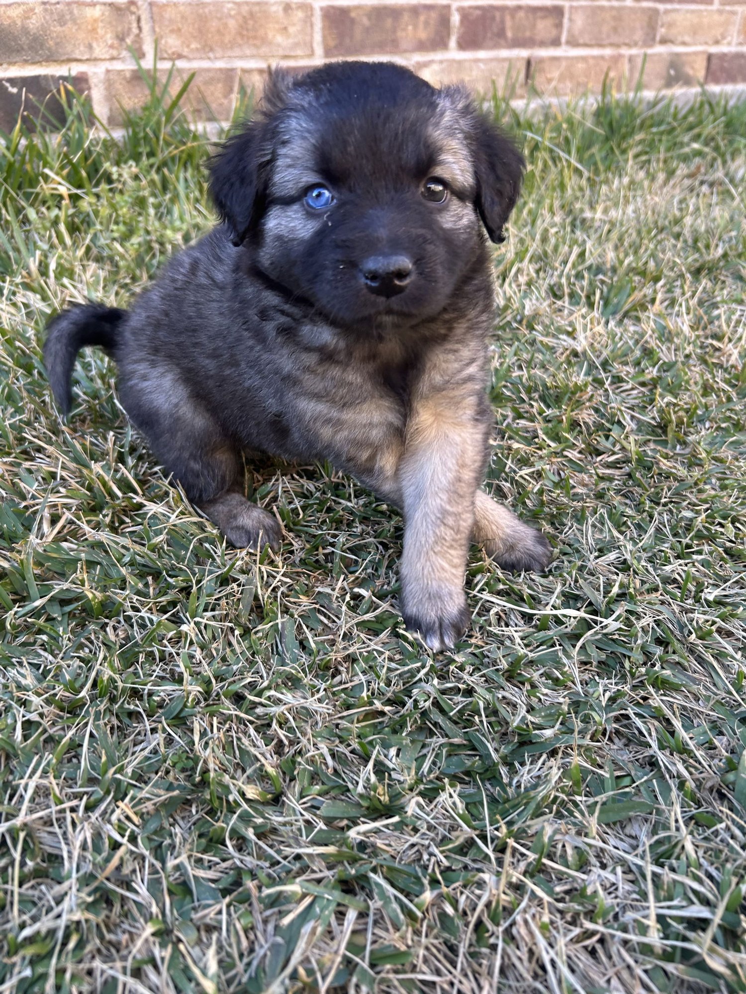 CANDACE - German Shepherd Dog available for adoption