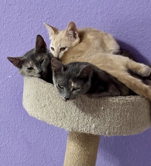 LEXA - Domestic Short Hair available for adoption
