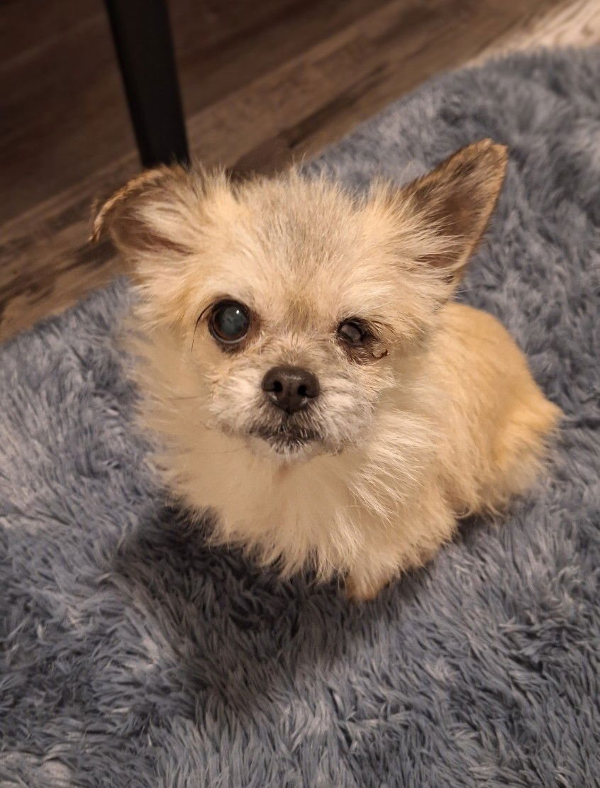 LADY JELLYBEAN - Chihuahua / Shih Tzu available for adoption