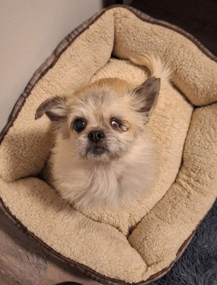 LADY JELLYBEAN - Chihuahua / Shih Tzu available for adoption
