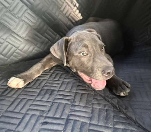 NEPTUNE - Labrador Retriever available for adoption