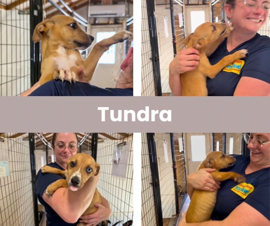 Tundra Image
