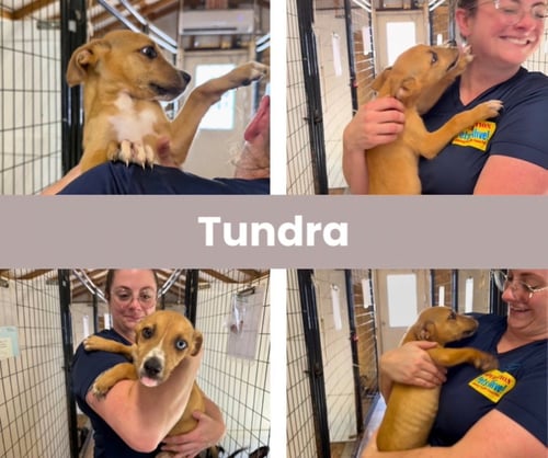 TUNDRA - Labrador Retriever available for adoption