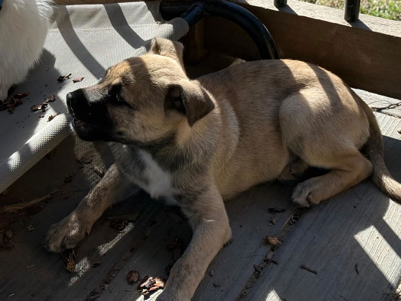 PENELOPE - Labrador Retriever / Black Mouth Cur available for adoption