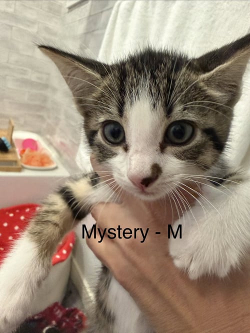 MYSTERY - Domestic Short Hair available for adoption
