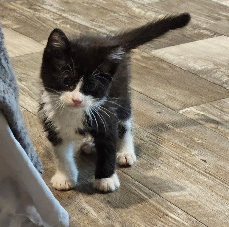 FERN - Domestic Short Hair available for adoption