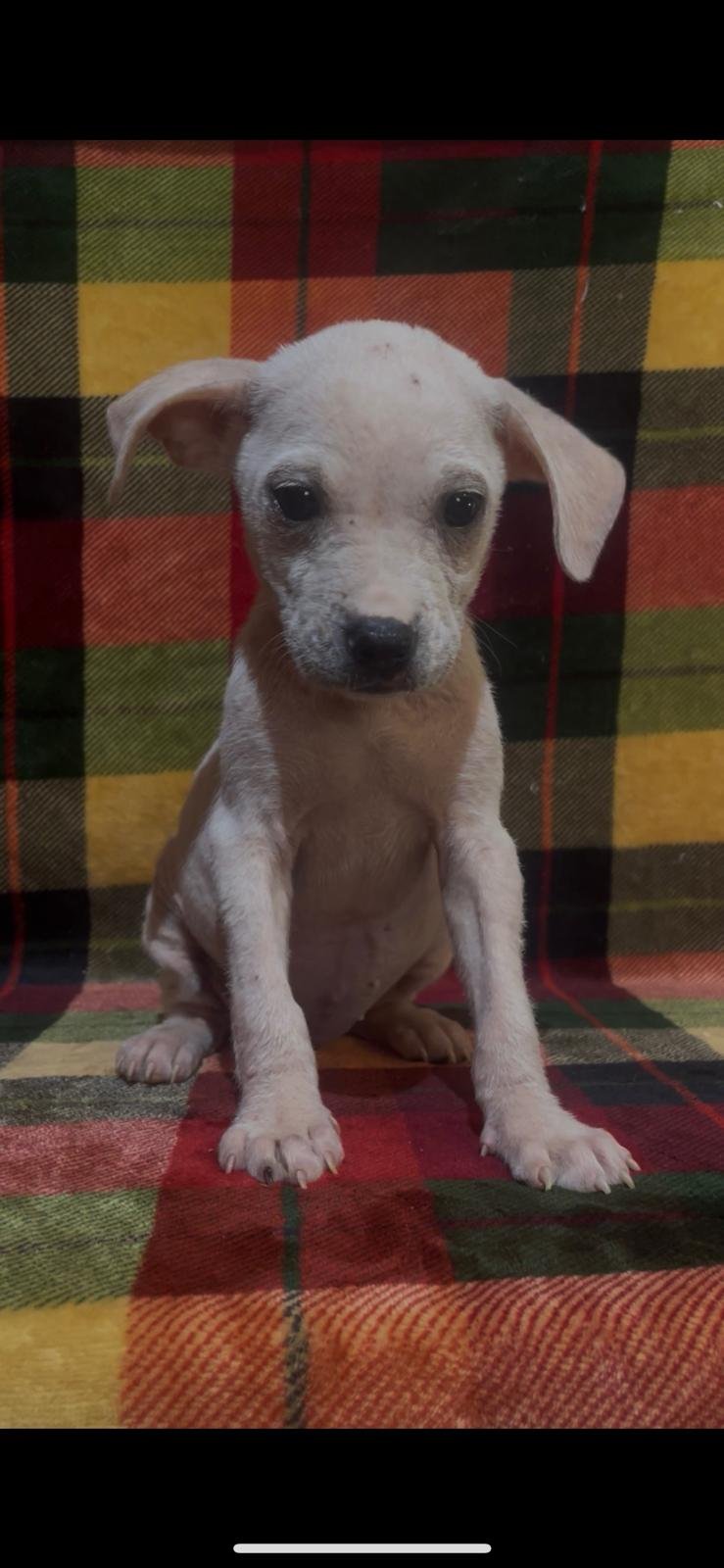 BERETTA - Hound available for adoption