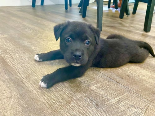 ATLAS - Labrador Retriever available for adoption