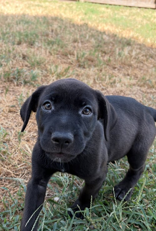 LITTLE RUNT - Labrador Retriever available for adoption