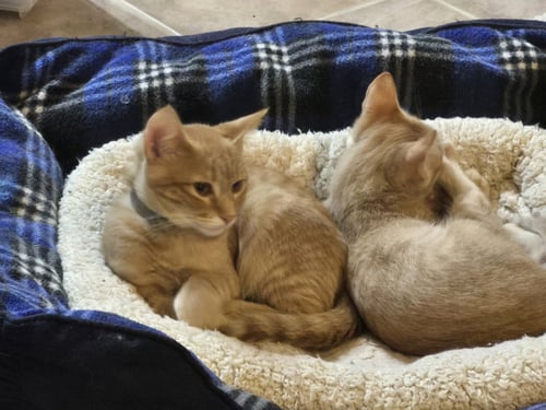RAINY - Domestic Short Hair available for adoption