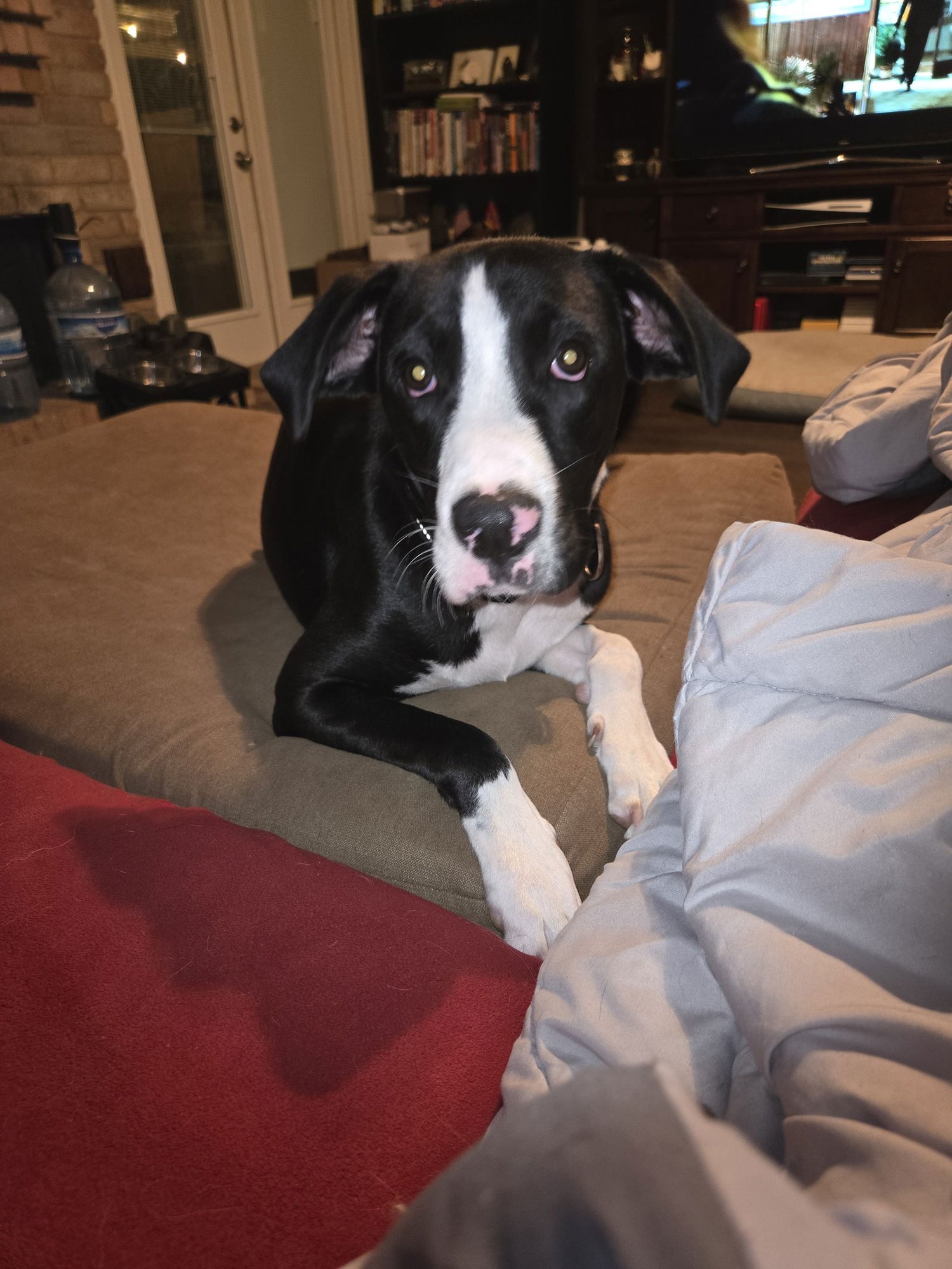 BATMAN - Boxer available for adoption