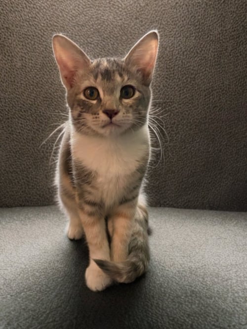 FRANKIE - Domestic Short Hair available for adoption